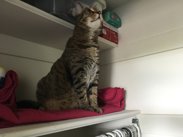 Cat on closet shelf
